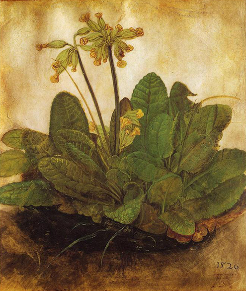 Primula Albrecht Durer